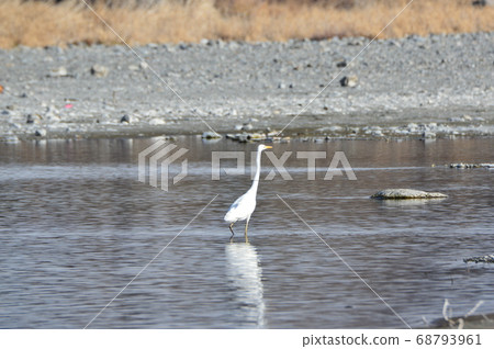 Daisygi(埼玉縣荒川/深谷市) Daisygi(埼玉縣荒川/深谷市) 68793961