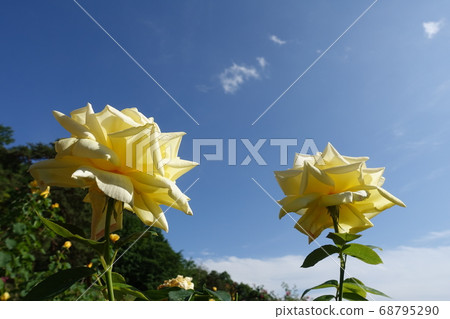 玫瑰玫瑰玫瑰 68795290