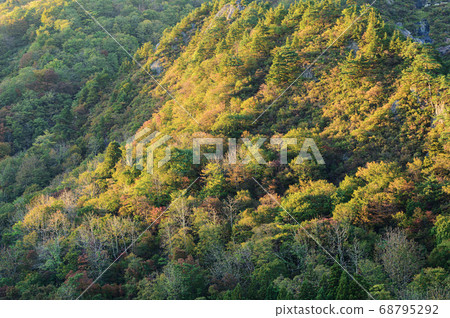 Evening view of the forest Evening view of the forest 68795292
