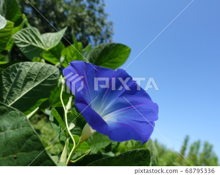 Morning glory morning glory morning glory 68795336