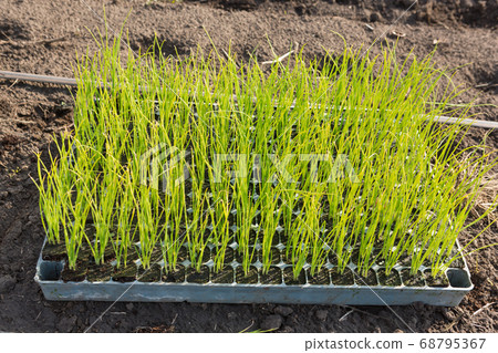 trays with seedlings on the ground, spring trays with seedlings on the ground, spring 68795367