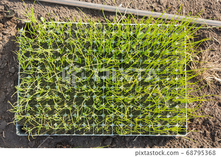 trays with seedlings on the ground, spring trays with seedlings on the ground, spring 68795368