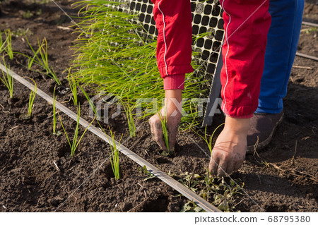man planting seedlings in the open ground, spring man planting seedlings in the open ground, spring 68795380