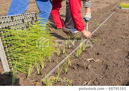 man planting seedlings in the open ground, spring man planting seedlings in the open ground, spring 68795383