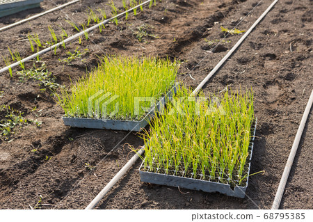 trays with seedlings on the ground, spring trays with seedlings on the ground, spring 68795385