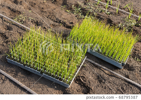 trays with seedlings on the ground, spring 68795387