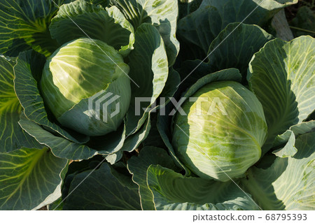 white cabbage in the garden, agriculture white cabbage in the garden, agriculture 68795393