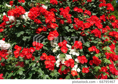 盛開的葡萄藤玫瑰玫瑰玫瑰 68795467