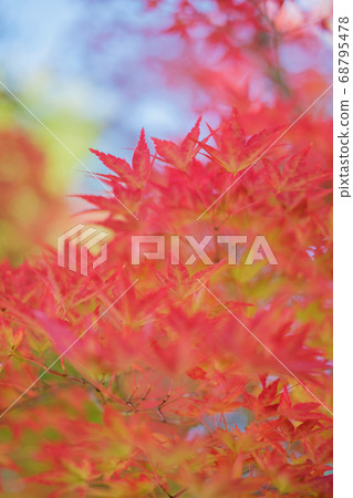 Maple Maple 68795478