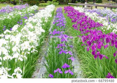 Ayame in full bloom 68795480