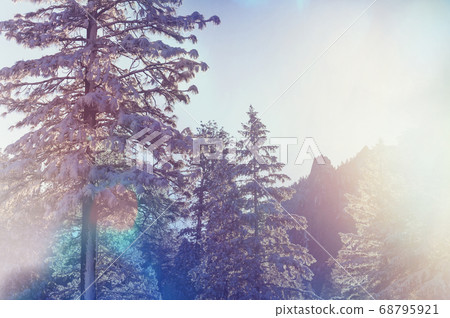 Winter forest 68795921