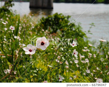 Yanone Bonnetka Yanone Bonnetka 68796047