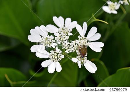 Orlea · White Race 68796079