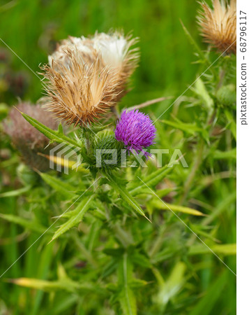 American onion 68796117