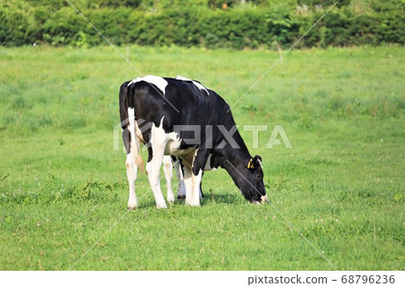 Holstein cattle Holstein cattle 68796236