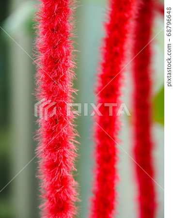 Benihimonoki Benihimonoki 68796648