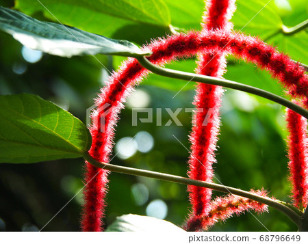 Benihimonoki 68796649