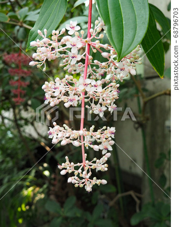 Medinira · Spikiosa Medinira · Spikiosa 68796703