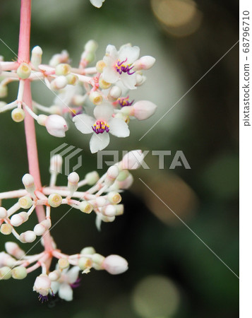 Medinira · Spikiosa Medinira · Spikiosa 68796710
