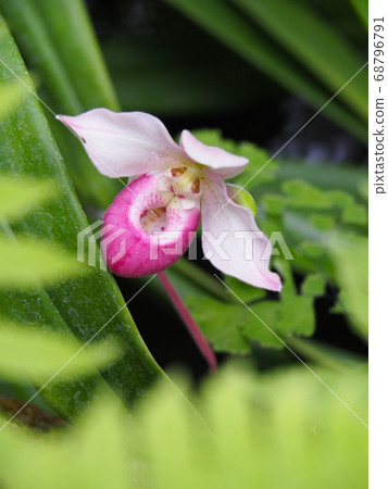 國旗Mipedium Shrimy 68796791