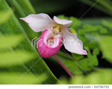 國旗Mipedium Shrimy 68796792