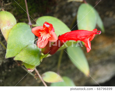 Eschinanthus pulcher 68796899