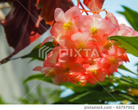 Tree Begonia shooting star 68797002