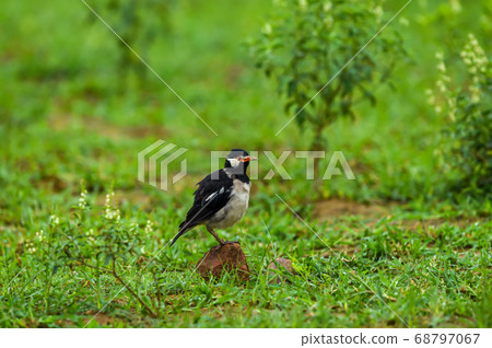 Pied myna or Asian pied starling or Gracupica contra ground perched in natural green background at keoladeo national park or bharatpur bird sanctuary rajasthan india 68797067