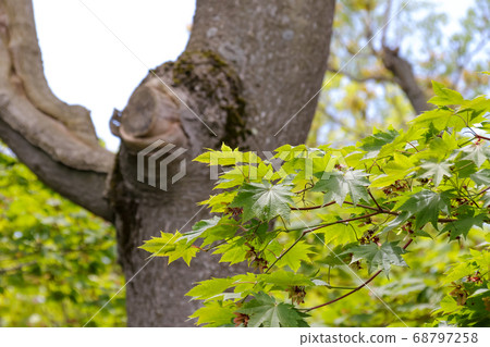 Tree, decay, decayed tree, tree, deterioration, nature, environment, tree, leaf, plant 68797258