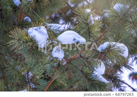 Pine branch with needles is covered with snow in winter 68797265