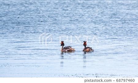 Two waterfowl birds Great Crested Grebes swim in the lake 68797460
