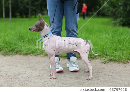 American Hairless Terrier in park 68797628