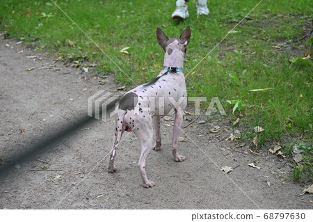 American Hairless Terrier in park 68797630