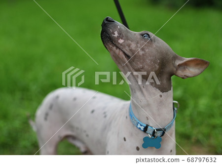 American Hairless Terrier in park 68797632