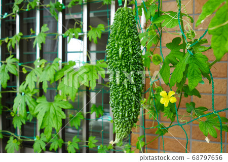 Goya green curtains on the west window of the apartment 68797656