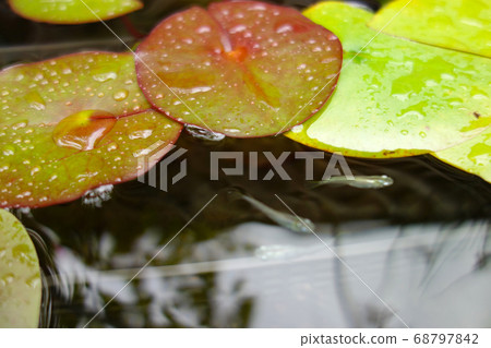 Biotope water lily leaves and two white medaka 68797842