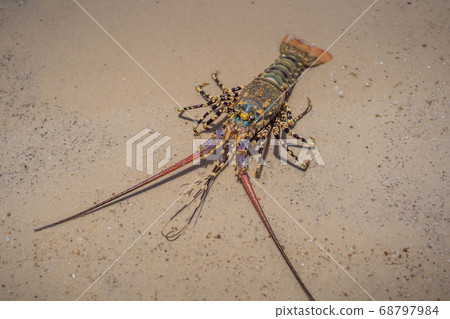 Spiny lobster inhabits tropical and subtropical waters 68797984