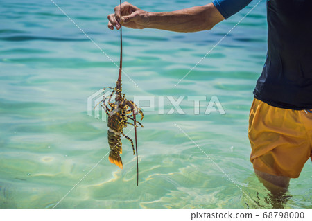 Lobster in the hands of a diver. Spiny lobster inhabits tropical and subtropical waters 68798000