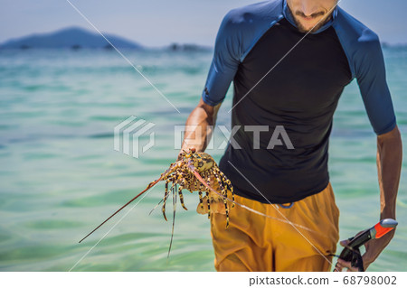 Lobster in the hands of a diver. Spiny lobster inhabits tropical and subtropical waters 68798002
