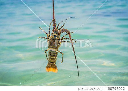 Lobster in the hands of a diver. Spiny lobster inhabits tropical and subtropical waters 68798022