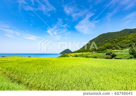 京都府Sodeshi的稻田 京都府Sodeshi的稻田 68798045