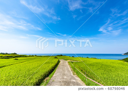 京都府Sodeshi的稻田 68798046