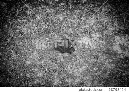 Dry leaf in a forest Dry leaf in a forest 68798434