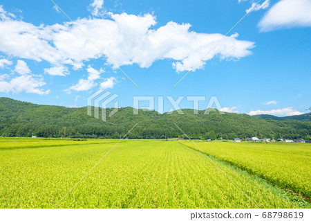 Summer rural landscape (August) Summer rural landscape (August) 68798619