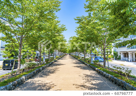 [Kanagawa Prefecture] Kamakura Tsurugaoka Hachimangu's Dankuzu with beautiful summer greenery 68798777