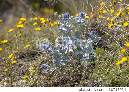Seaside eryngo growing in environment 68798914