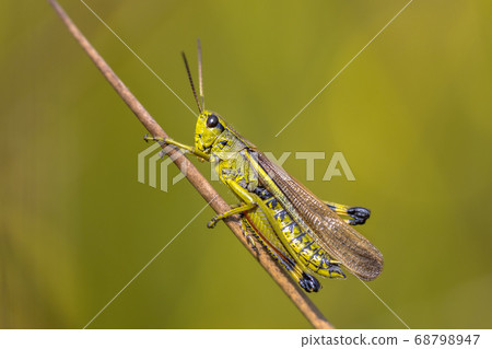 Large marsh grasshopper Large marsh grasshopper 68798947