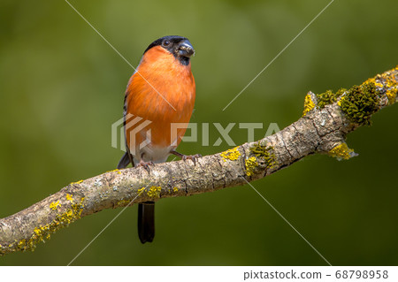 Eurasian bullfinch male Eurasian bullfinch male 68798958