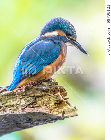 European Kingfisher looking down European Kingfisher looking down 68799121