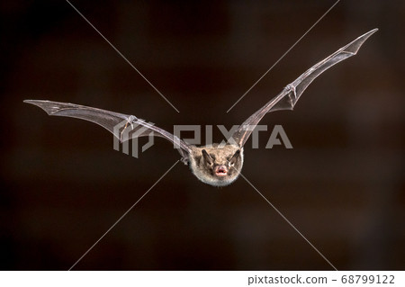 Flying pond bat Flying pond bat 68799122